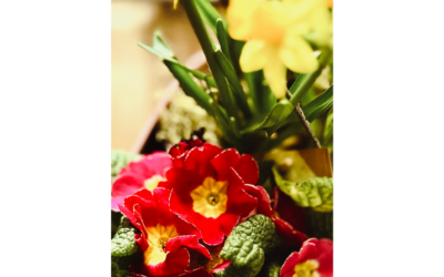 Blumen und Pflanzen aller Art in Bockenheim gesucht